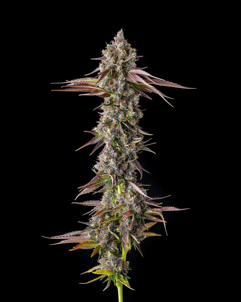 Strawberry Skrilla, Фасовка: 3